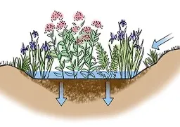 Rain Gardens 