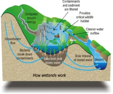 Constructed or Restored Wetlands